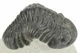 Phacopid Trilobite (Pedinopariops) - Mrakib, Morocco #229908-1